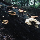 Schuppiger Porling = Polyporus squamosus Hudson: Fries --- 2. Foto ---