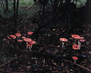 Aufmarsch der Großfamilie Fliegenpilz --- 2. Foto ---