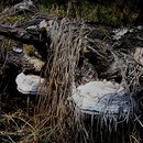 Fotos_Pilze & Flechten