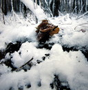 Winterpilz, Samtfußrübling (Flammulina velutipes) --- 1. Foto ---
