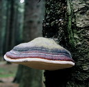 Rotrandiger Schichtporling = Fomitopsis pinicola --- 2. Foto --- 
