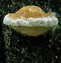 Rotrandiger Schichtporling = Fomitopsis pinicola --- 3. Foto ---