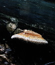 Rotrandiger Schichtporling = Fomitopsis pinicola --- 4. Foto ---