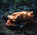 Fotos_Pilze & Flechten