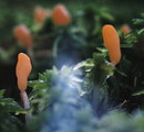 Sumpf-Haubenpilz = Mitrula paludosa Fries --- 2. Foto ---