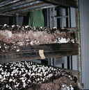 Champignonanbau im System der Stellagenkultur --- 1. Foto ---