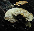Schuppiger Porling = Polyporus squamosus Hudson: Fries --- 6.  Foto ---