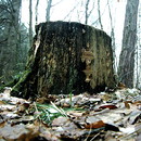 Eichenwirrling = Daedalea quercina