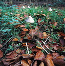 Steifstieliger Kegelhutfaserling = Psathyrella conopilus --- 2. Foto ---
