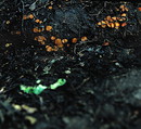 Orangeroter Schildborstling = Scutellinia umbrarum --- 2. Foto ---