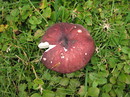 Stachelbeertäubling = Russula queletii Fries ap. Quélet --- 6. Foto ---