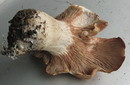 Fleischrötlicher Tellerling = Rhodocybe gemina --- 9. Foto ---