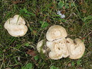 Maipilz = Calocybe gambosa --- 3. Foto ---