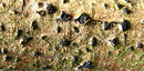 Fotos_Pilze & Flechten