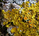 Fotos_Pilze & Flechten