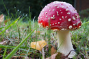 Fliegenpilz (Amanita muscaria)