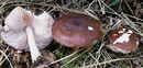 Hirschbrauner Dachpilz (Pluteus cervinus)