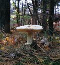 Gelber Knollenblätterpiilz im Inselwald der nordfriesischen Insel Amrum