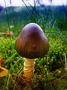 Pilzsaison