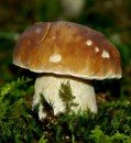 Steinpilz