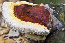 tree fungus "Fomitopsis pinicola"