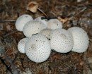 Lycoperdon perlatum