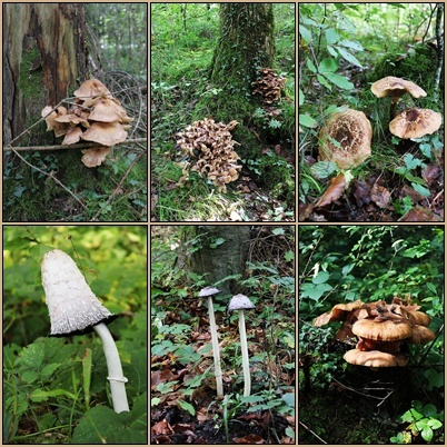 Pilzsaison