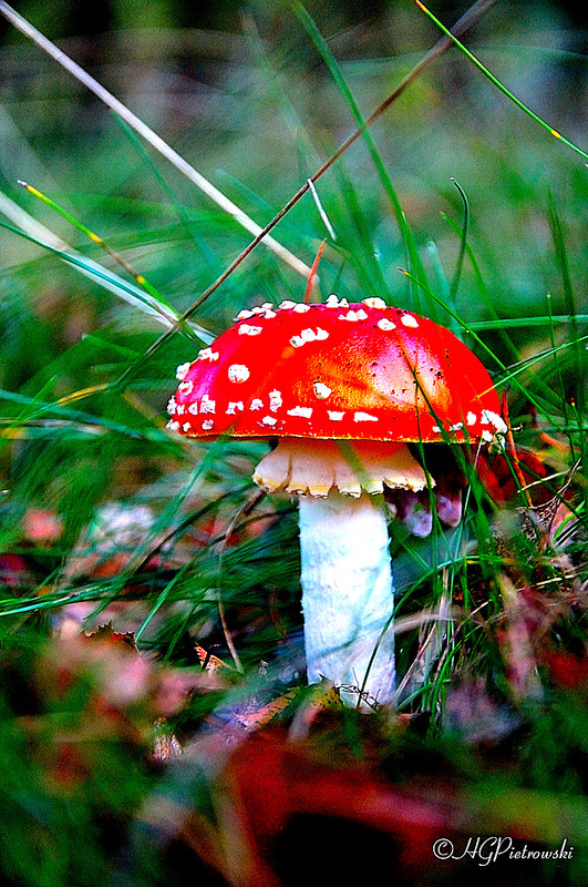 Fliegen – Pilz  