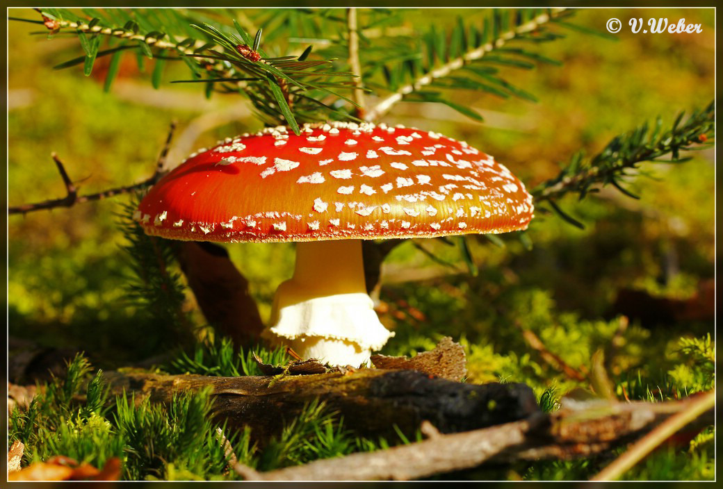 Fliegenpilz