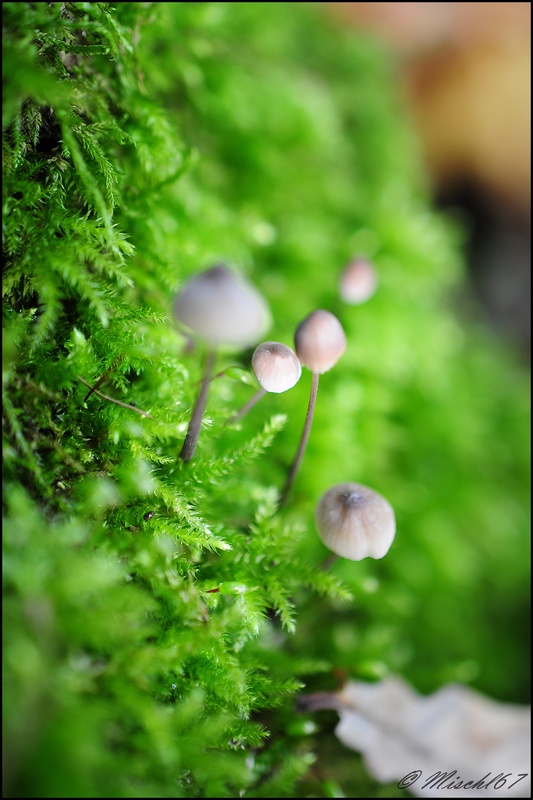 Wachstum zwischen Baumwurtzel und Moos...  er mags Feucht .