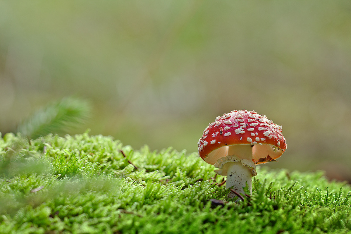 Fliegenpilz