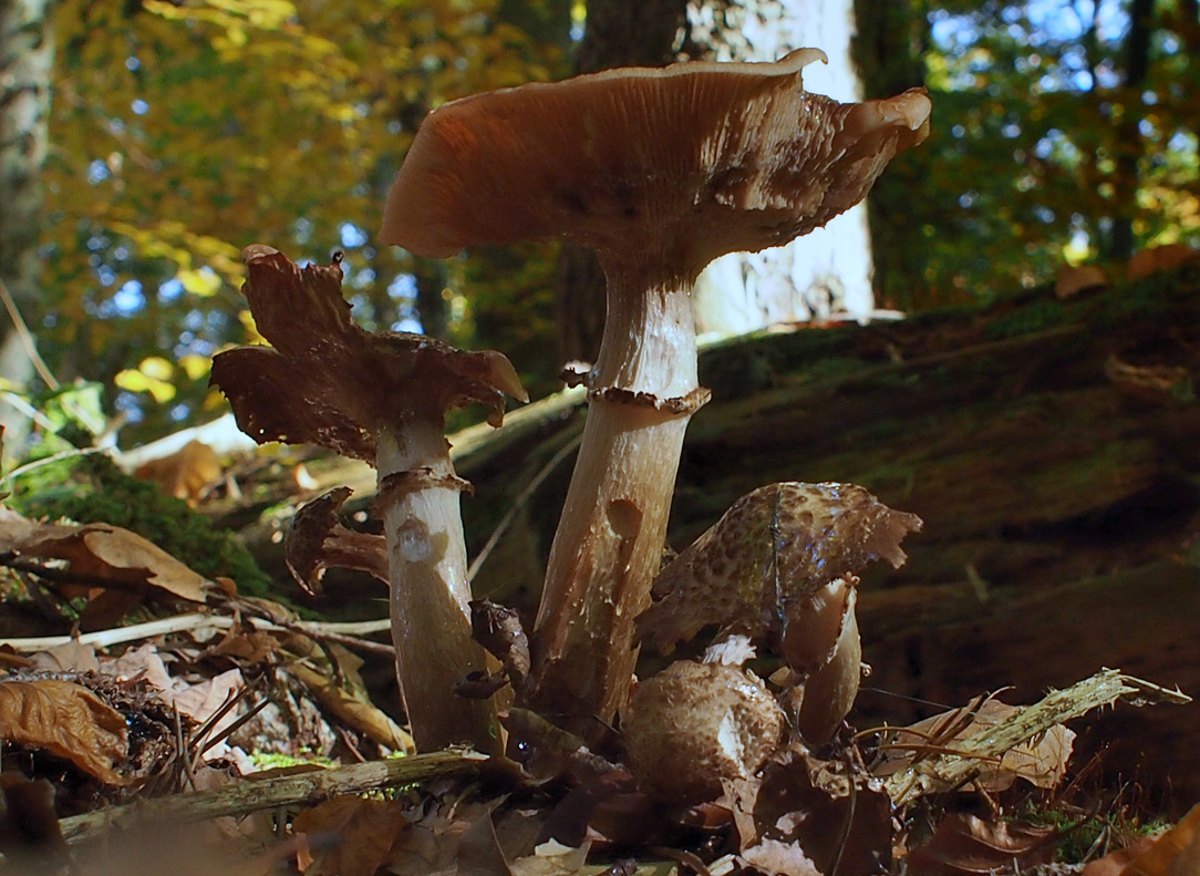 Herbstlaune