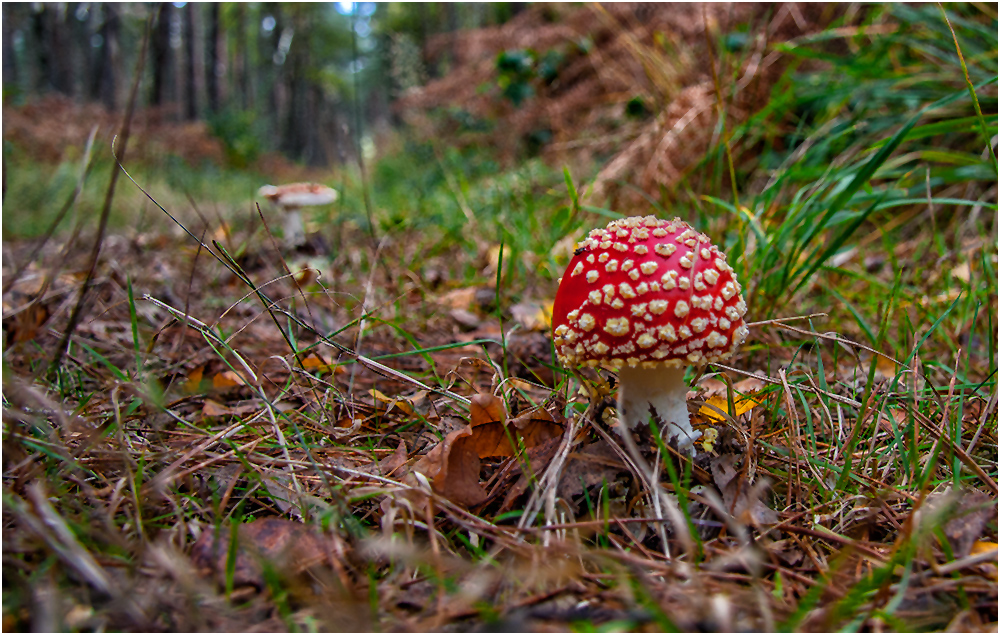 jetzt ist Pilz Zeit