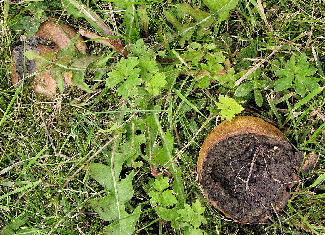 Netzsporiger Gelbflockiger Hartbovist (Scleroderma bovista Fries 1829)