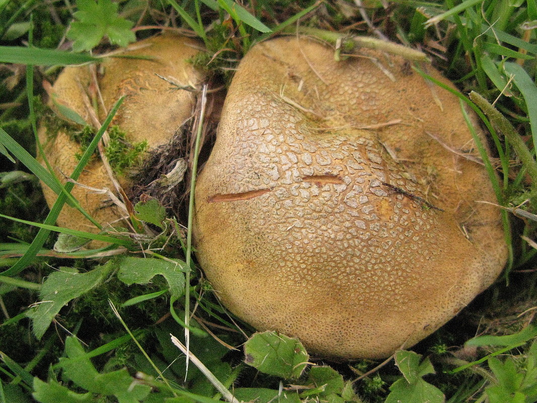 Netzsporiger Gelbflockiger Hartbovist (Scleroderma bovista Fries 1829)