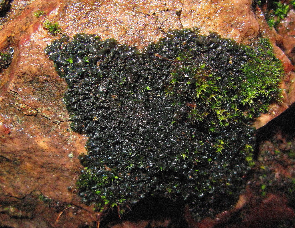 Dermatocarpon luridum