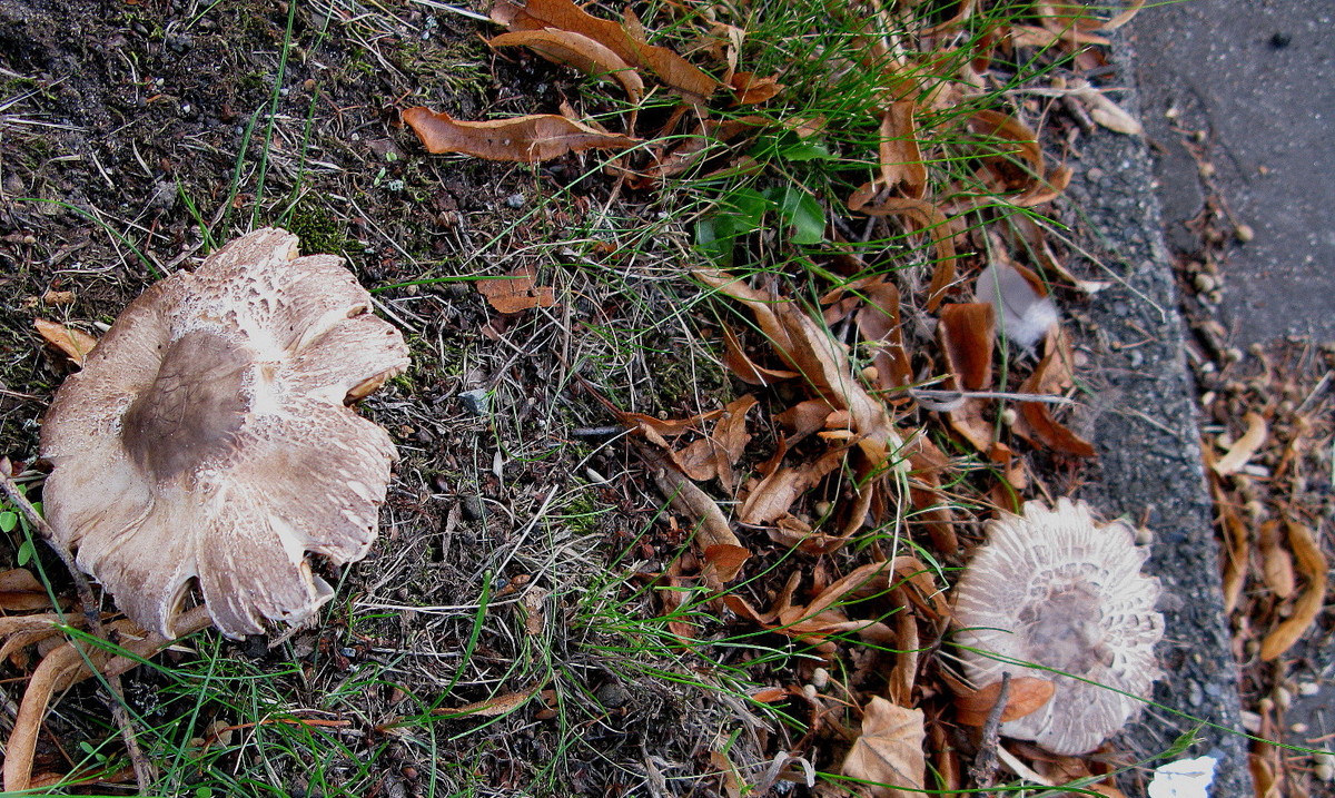 Schirmlingsartiger Karbolchampignon (Agaricus xanthoderma var. lepiotoides)
