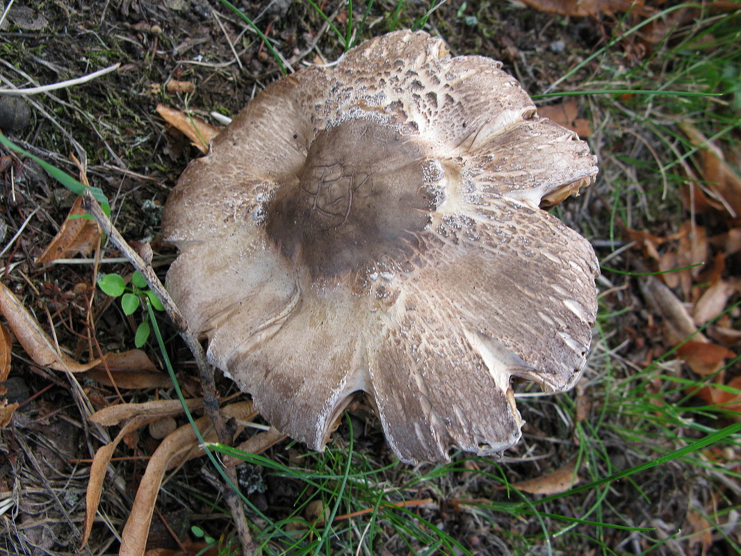 Schirmlingsartiger Karbolchampignon