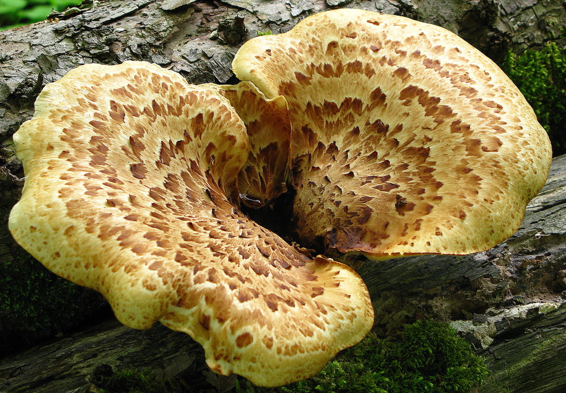 Schuppiger Schwarzfußporling (Polyporus squamosus)