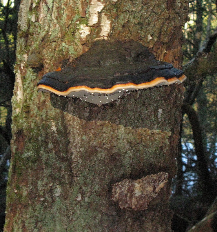 Rotrandiger Schichtporling (Fomitopsis pinicola) --- 2. Foto ---