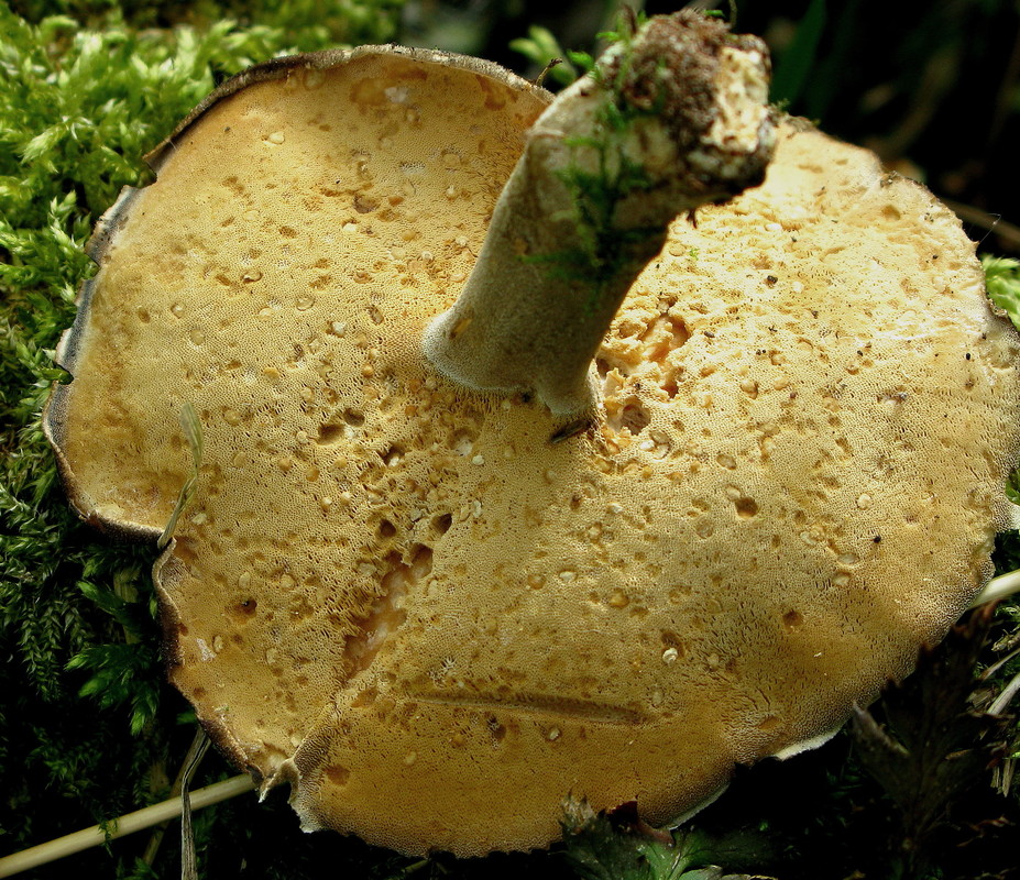 Maiporling (Polyporus ciliatus forma lepideus) --- 2. Foto ---