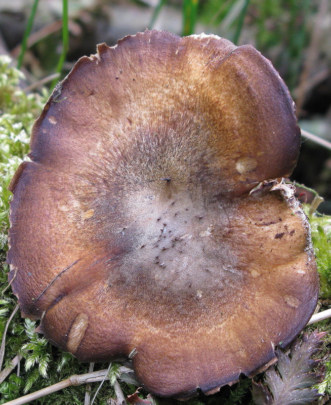 Maiporling (Polyporus ciliatus forma lepideus)
