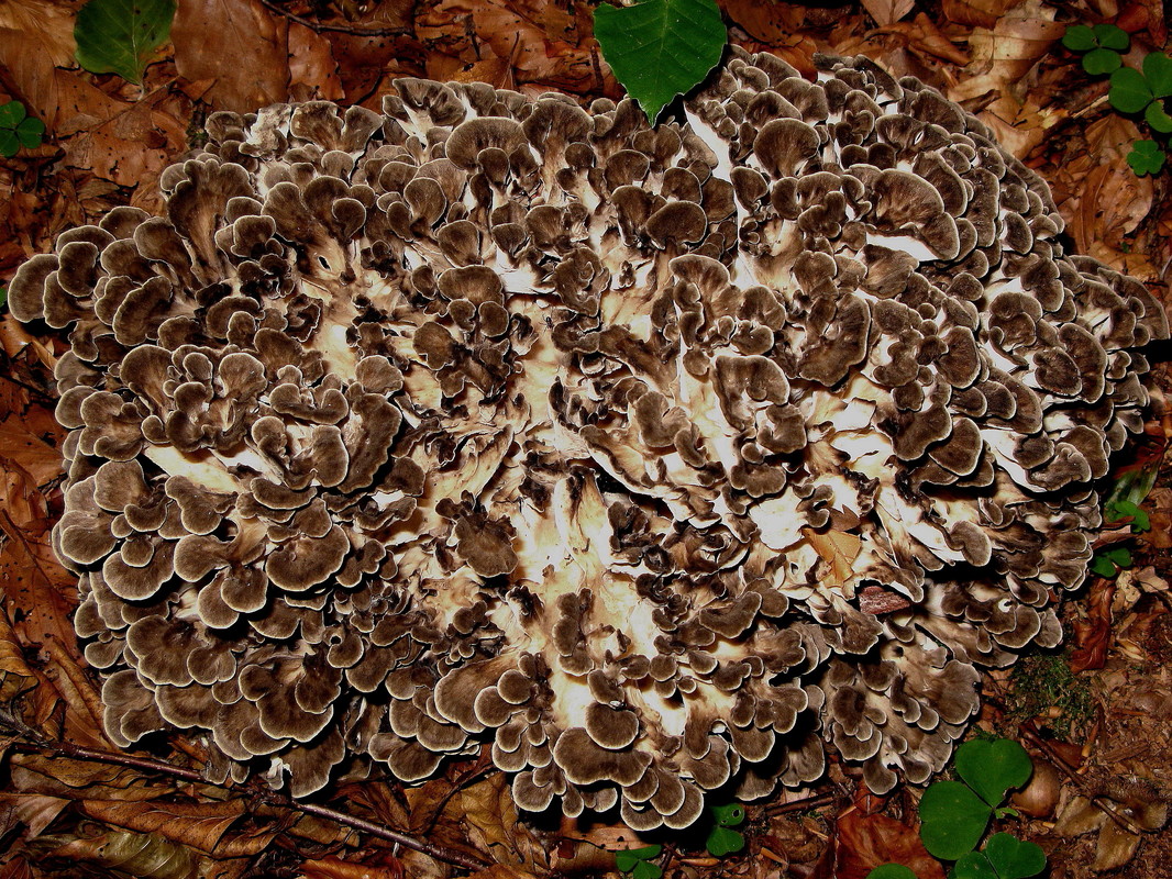 Gemeiner Klapperschwamm (Grifola frondosa)