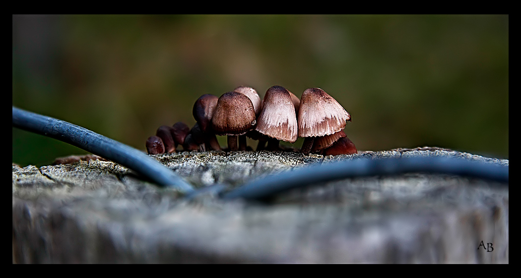 sinfonie a la pilz