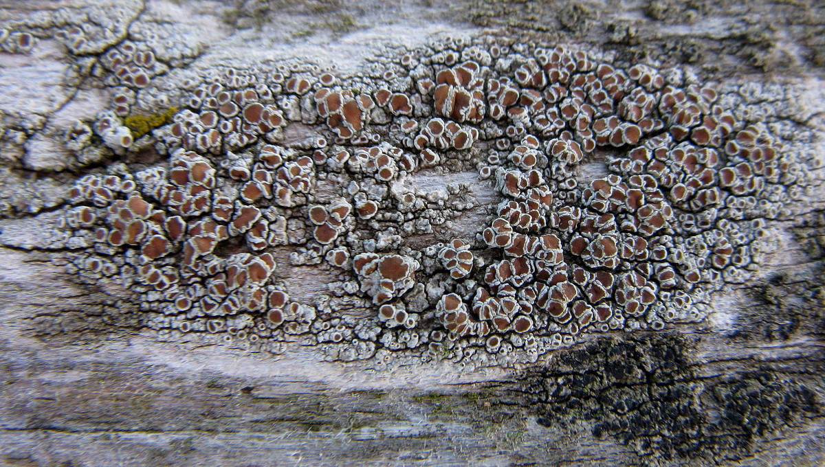 Flechte: Lecanora spec.