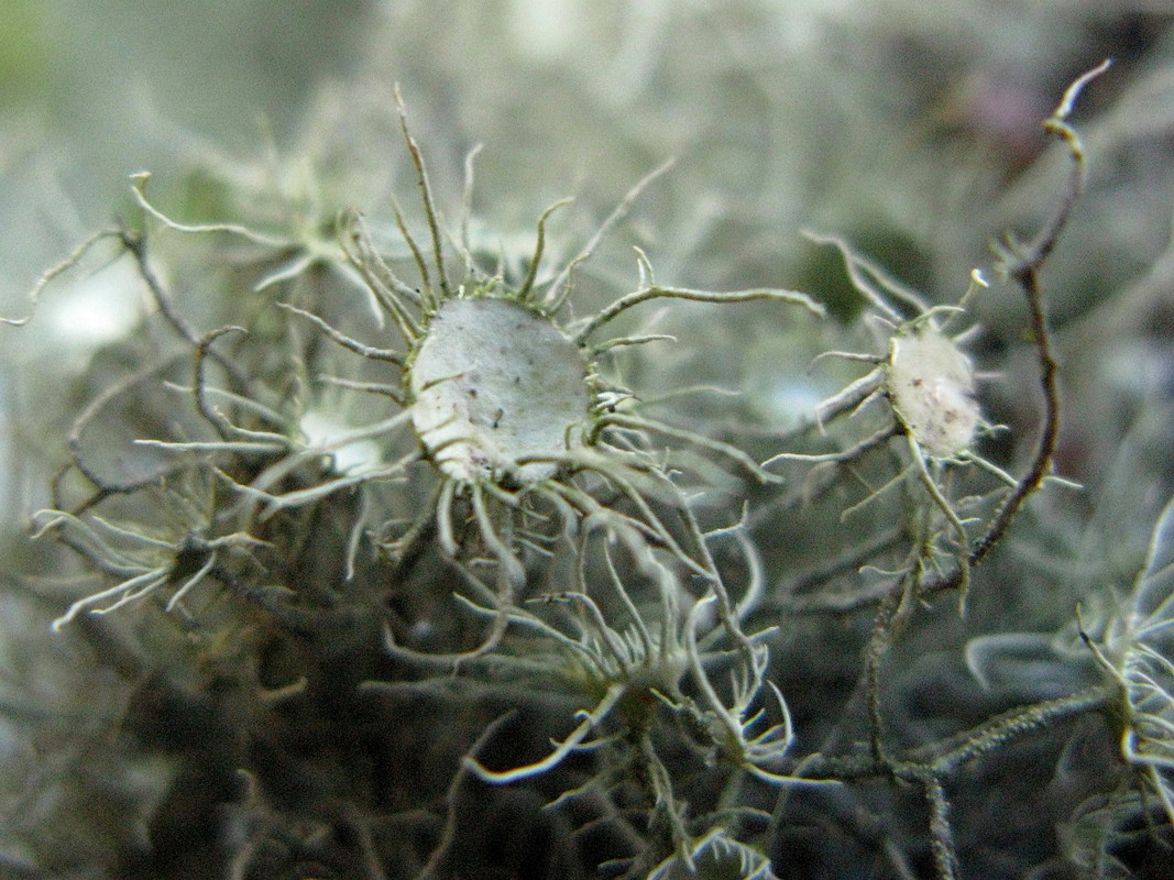 Flechte: Usnea florida, eine Annäherung   ------- 2. Foto -------