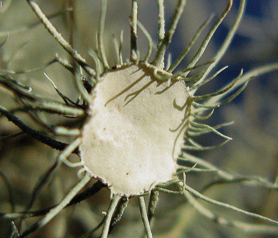 Flechte: Usnea florida, nun ganz nahe an ein einziges Apothecium heran   ------- 3. Foto -------