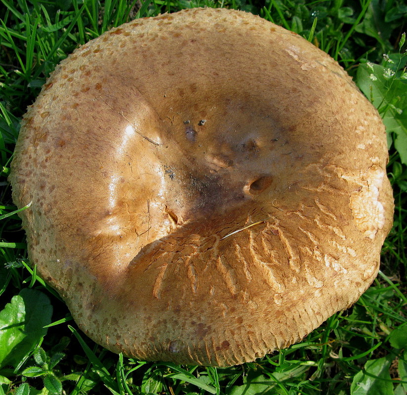 Kahler Krempling (Paxillus involutus (Batsch: Fries) Fries) ------- 1. Foto -------