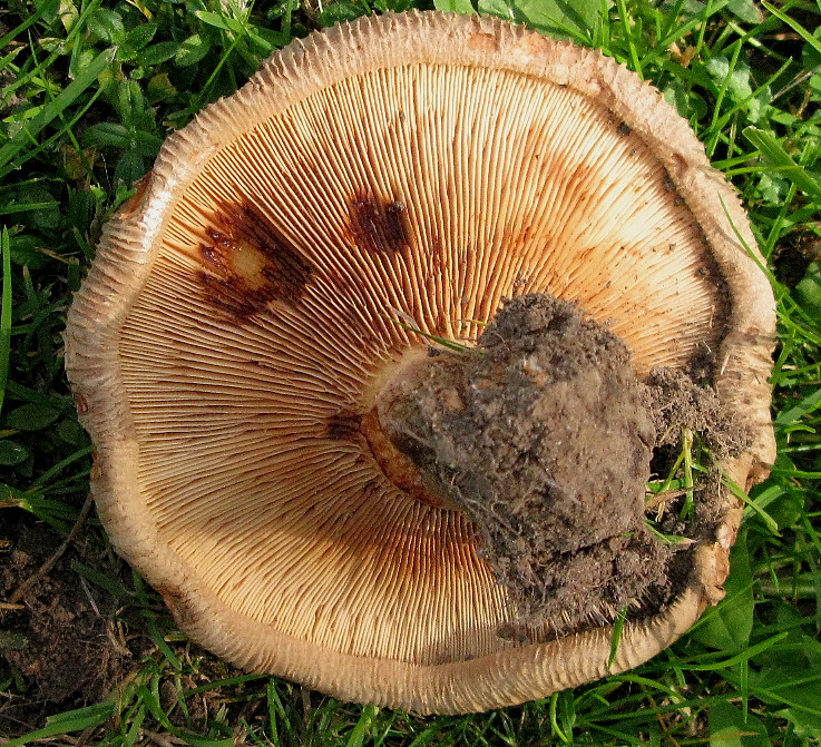 Kahler Krempling (Paxillus involutus (Batsch: Fries) Fries) ------- 2. Foto -------