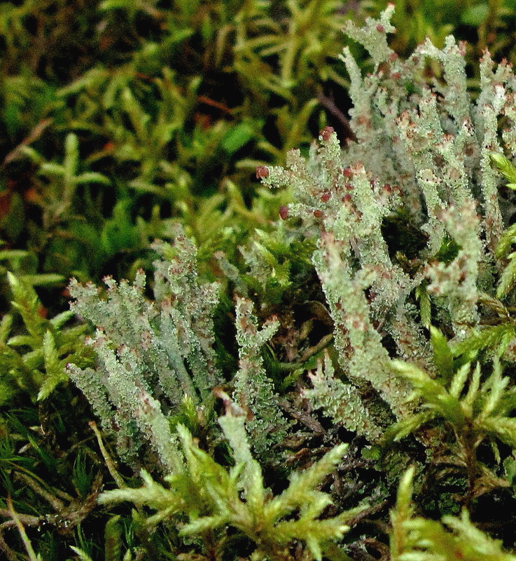 Cladonia squamosa (Schuppige Cladonie)